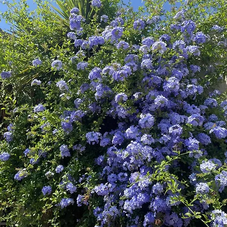 Vakantiehuis Les Olivettes *