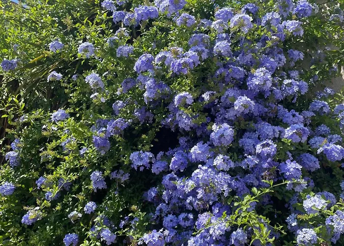 Сasa de vacaciones Les Olivettes *